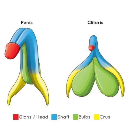 CLITORÌS VS PENE